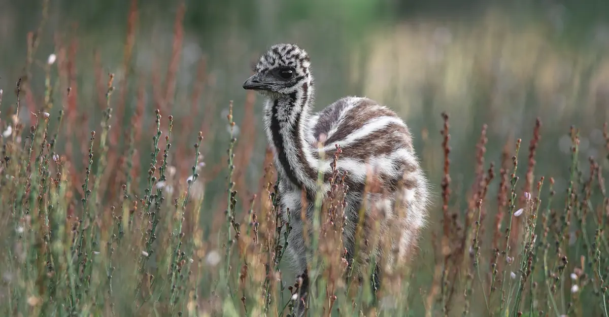 Emu chick - South Australia