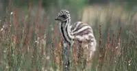 Emu chick - South Australia