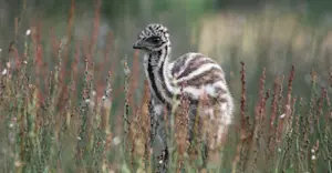 Emu chick - South Australia