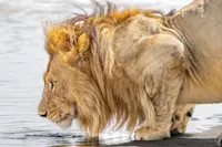 Marsh pride lion at the Ndutu Safari in Tanzania.