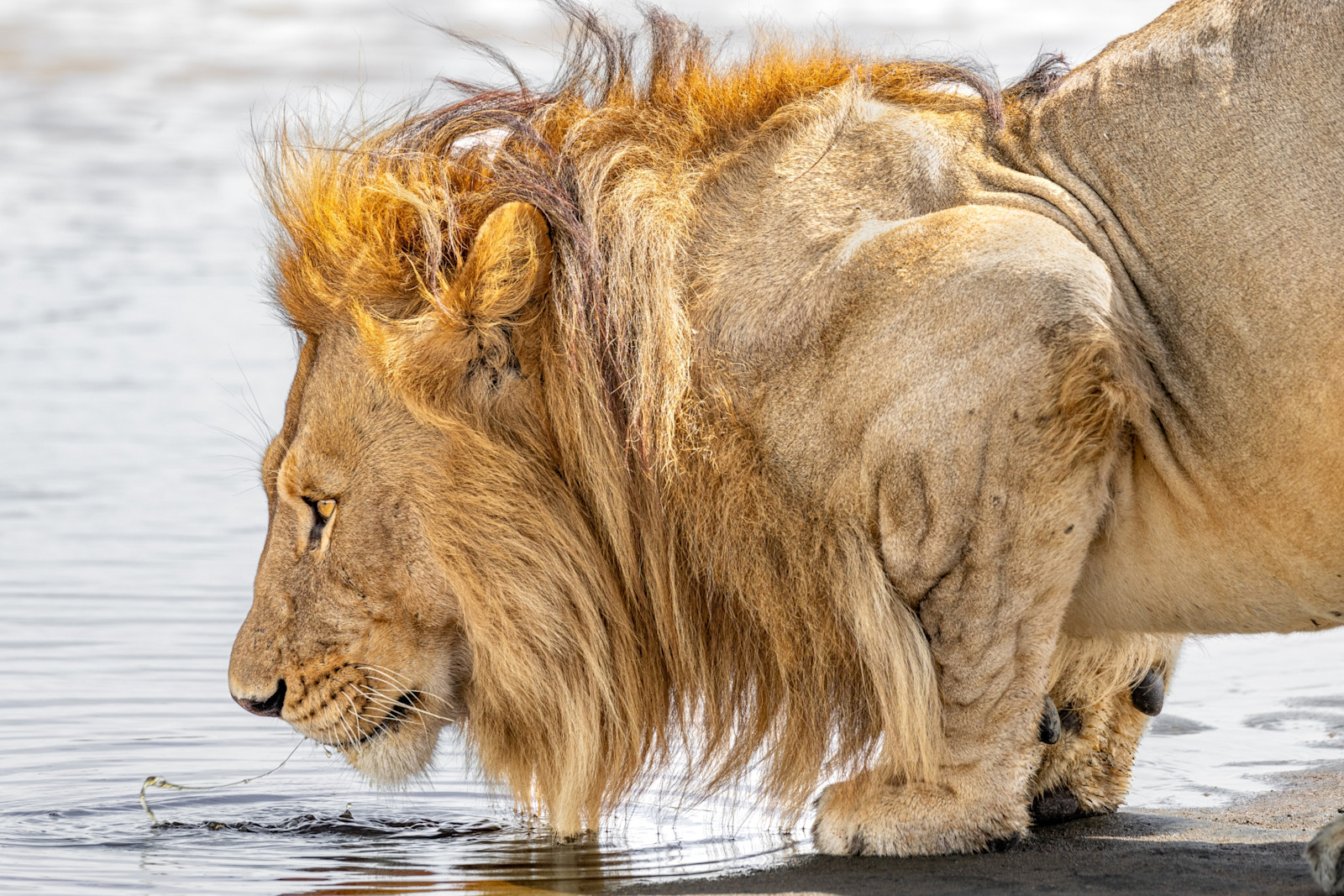 Marsh pride lion at the Ndutu Safari in Tanzania.