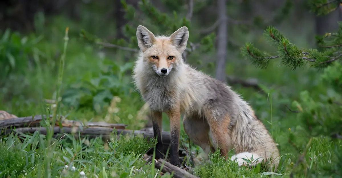 Red fox, Yellowstone National Park, Wyoming. 