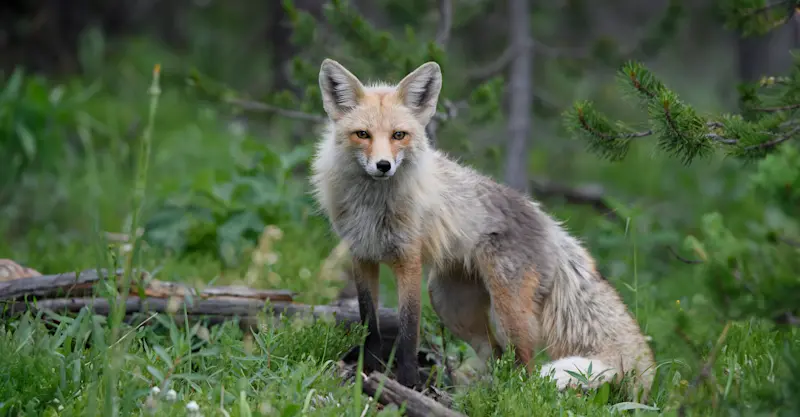 Red fox, Yellowstone National Park, Wyoming. 