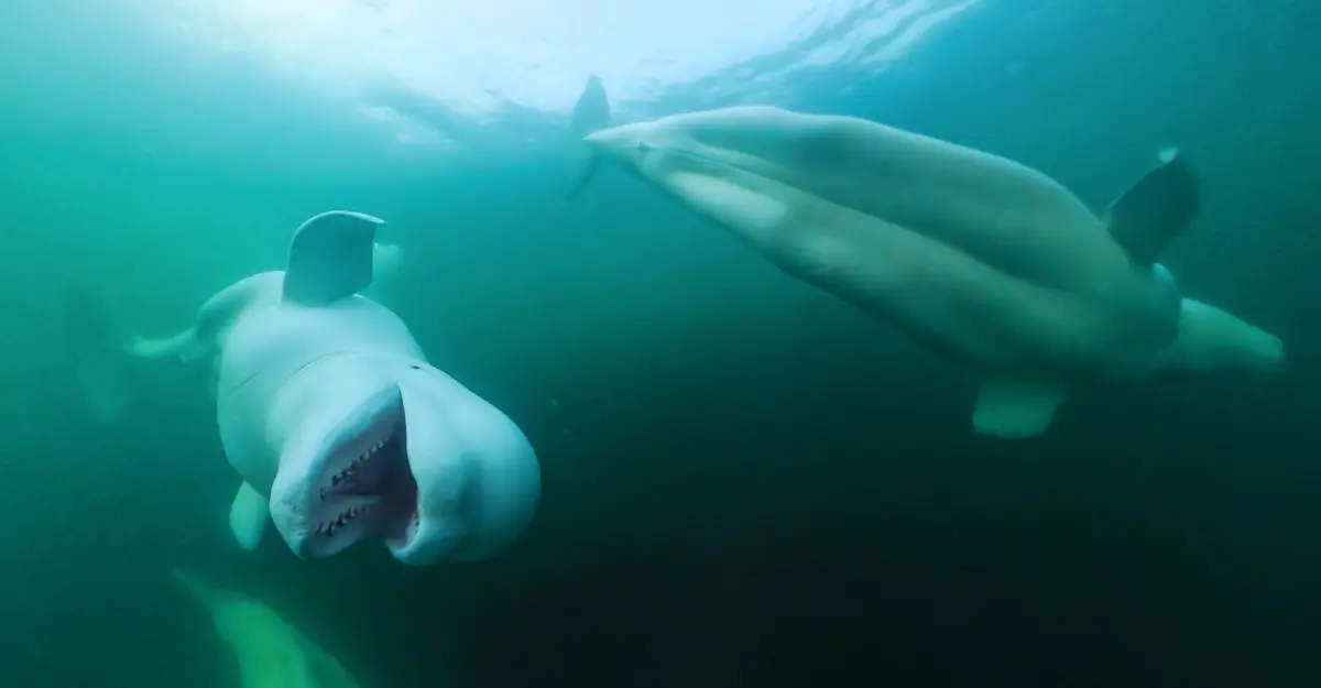 Beluga whales underwater, Churchill, Canada.