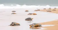Slideshow Thumbnail 20 of 20