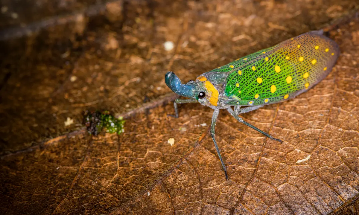 Lanterfly, Borneo.