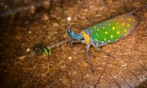Lanterfly, Borneo.