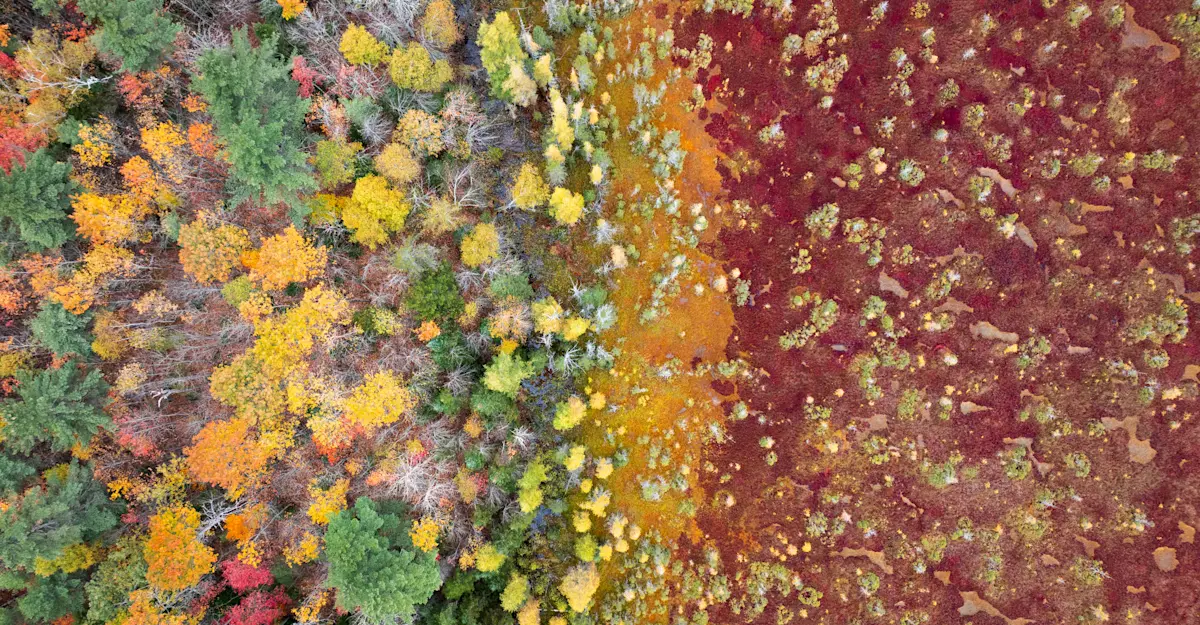 Northern Peatlands