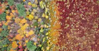 Northern Peatlands