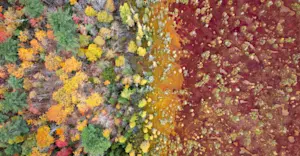 Northern Peatlands