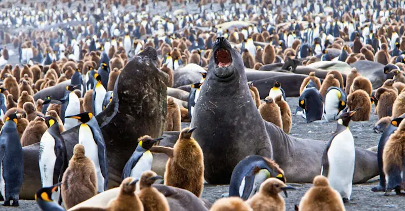 King penguins and elephant seals, Gold Harbor, South Georgia Island. 
