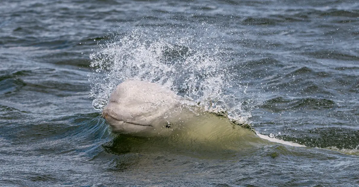 Beluga whale, Hudson Bay, Churchill, Mantoba.