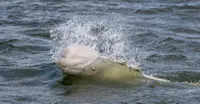Beluga whale, Hudson Bay, Churchill, Mantoba.
