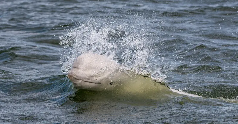 Beluga whale, Hudson Bay, Churchill, Mantoba.
