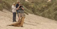 Nat Hab guests and Steller sea lion, Seal Bay, Kangaroo Island, Australia.