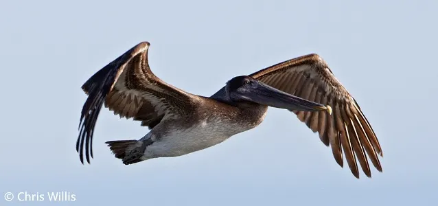Beforeyougo|Galapagos|Birds|Brown Pelican Chris Willis - Copy