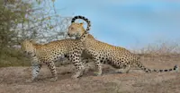 Leopards