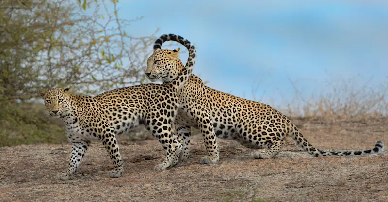 Leopards