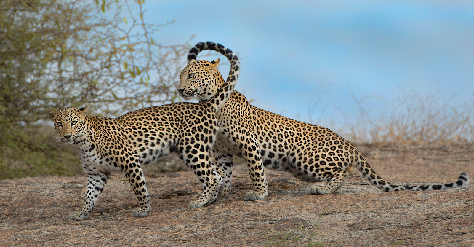 Leopards