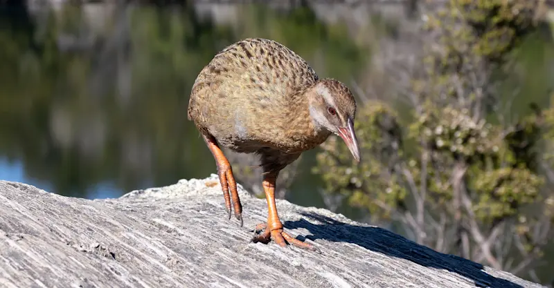 Flightless buff weka, Mou Waho Island, New Zealand.