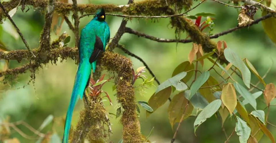 Resplendant quetzal, Cerro de la Muerte Cloud Forest, Costa Rica.