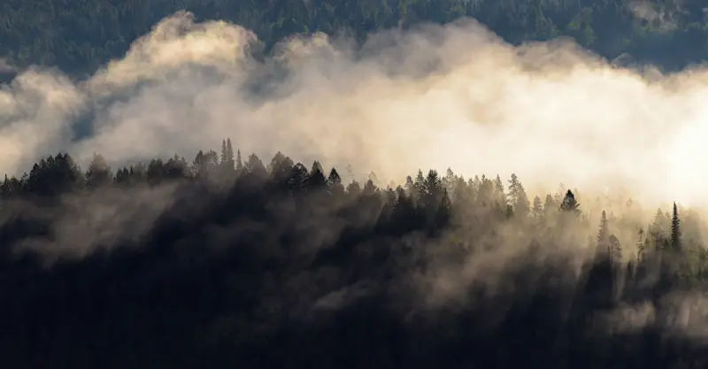 Forest fog, Grand Teton National Park