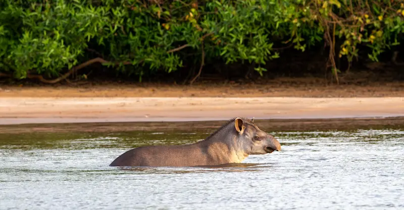 Tapir, Pantanal, Brazil.