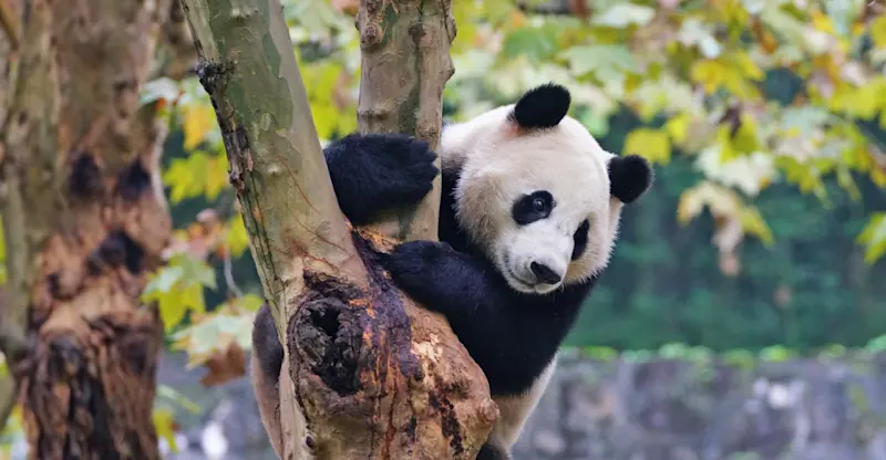 Giant panda, Wolong Panda Base, China