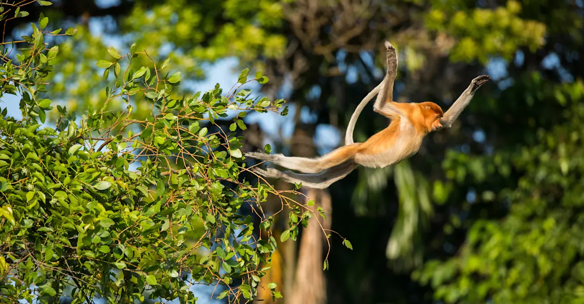 Proboscis Monkey, Bako National Park, Borneo.