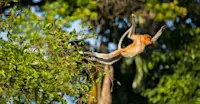 Proboscis Monkey, Bako National Park, Borneo.