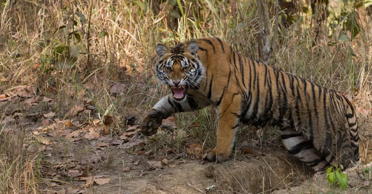 Tiger, India.
