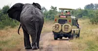 Nat Hab guests and elephant, Murchison Falls National Park, Uganda.