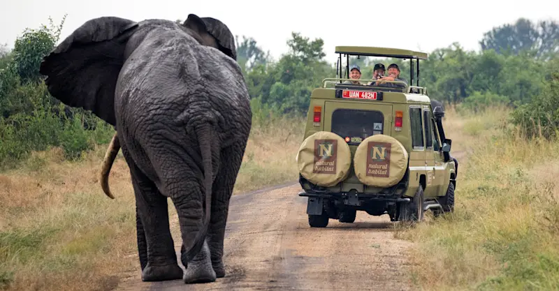 Nat Hab guests and elephant, Murchison Falls National Park, Uganda.