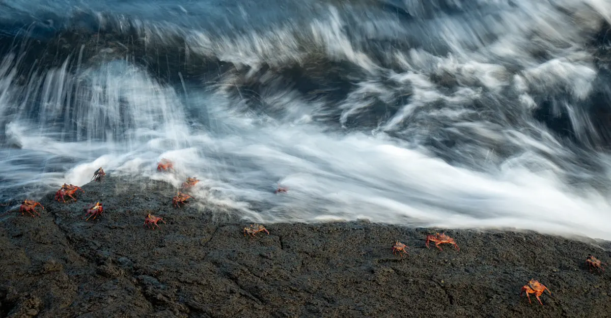 Sally Lightfoot crabs, Fernandina Island, Galapagos, Ecuado