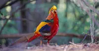 Golden Pheasant, Wild Panda Nature Reserve, China