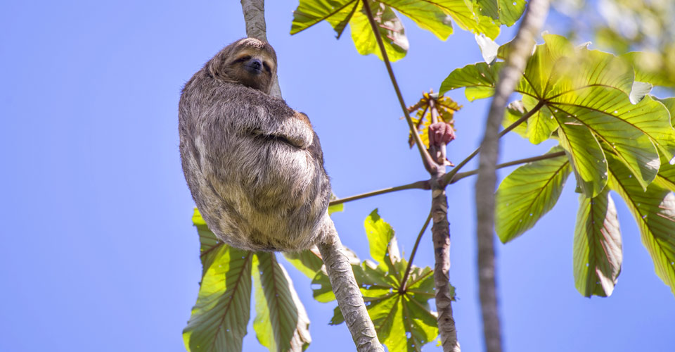 Three-toed sloth, Pacaya Samiria National Reserve, Peru.