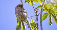Three-toed sloth, Pacaya Samiria National Reserve, Peru.