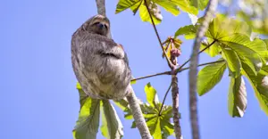 Three-toed sloth, Pacaya Samiria National Reserve, Peru.