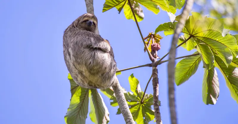 Three-toed sloth, Pacaya Samiria National Reserve, Peru.