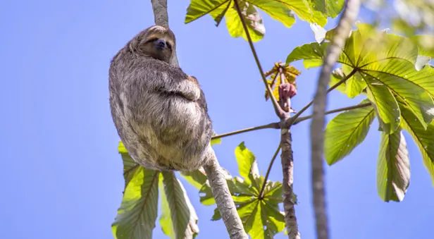 Three-toed sloth, Pacaya Samiria National Reserve, Peru.