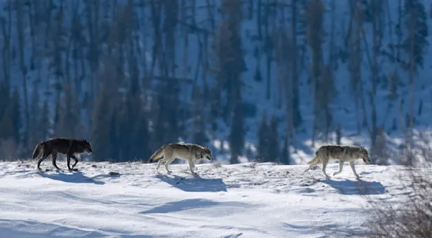 Gray wolves walking in snow in Yellowstone National Park, United States