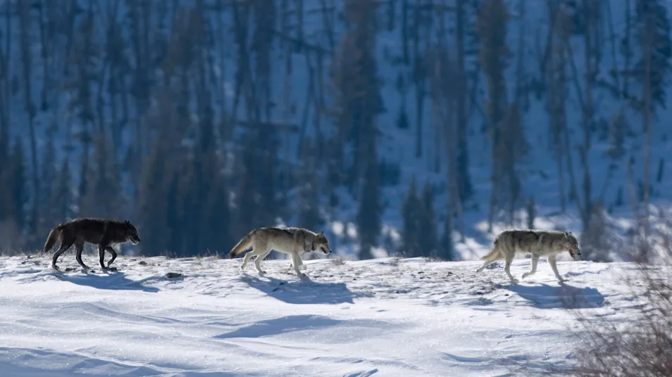 Gray wolves walking in snow in Yellowstone National Park, United States