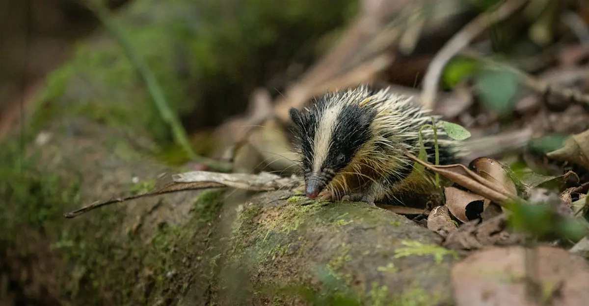 Tenrec, Madagascar.