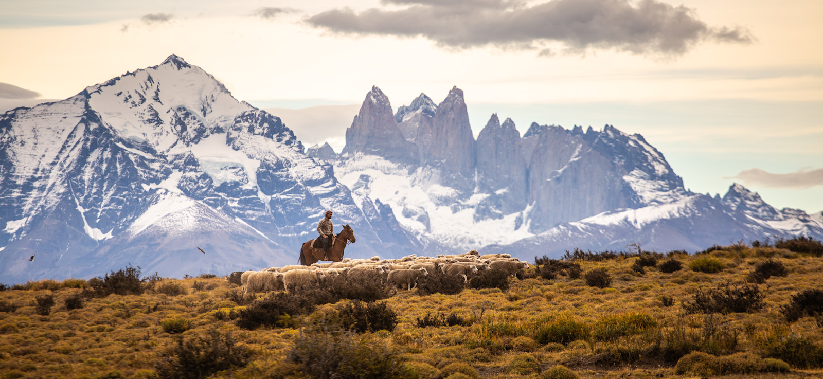 Gaucho with a sheep herd in Patagonia.