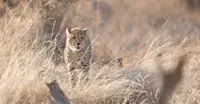 Cheetah, Madikwe Private Reserve, South Africa.