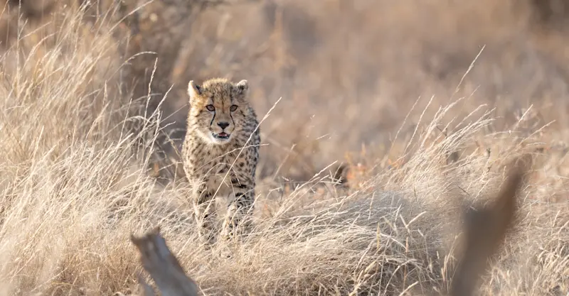 Cheetah, Madikwe Private Reserve, South Africa.