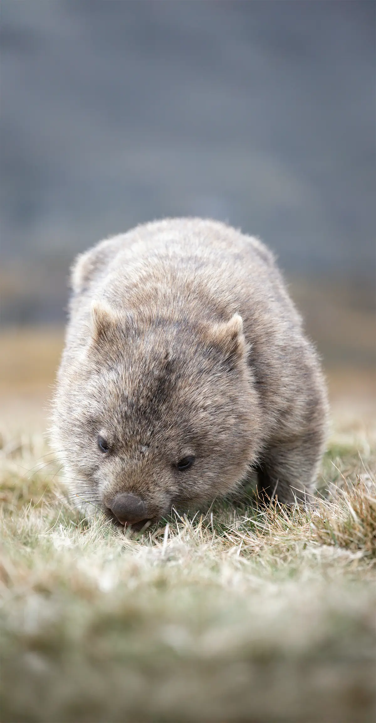 Wombat, Cradle Mountain National Park.