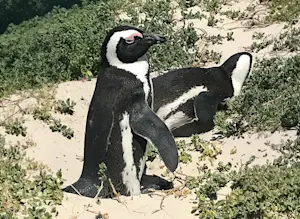 Penguin at Boulder Beach, South Africa.