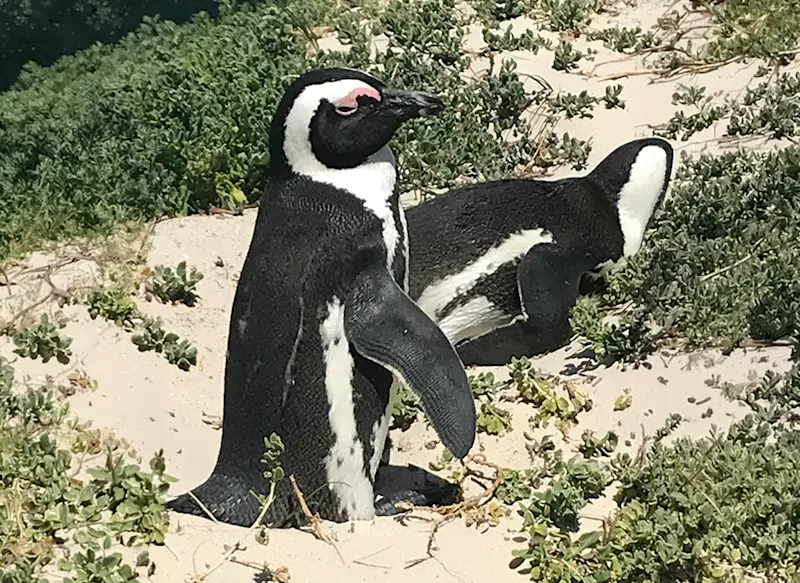 Penguin at Boulder Beach, South Africa.