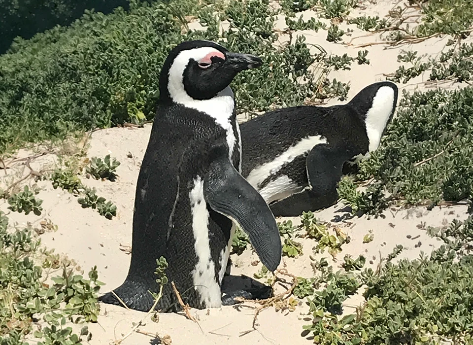 Penguin at Boulder Beach, South Africa.